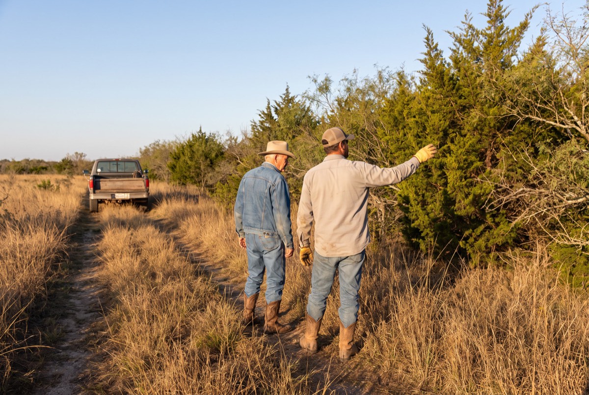 Site walk beside dense eastern red cedar encroachment on Grayson County pasture land