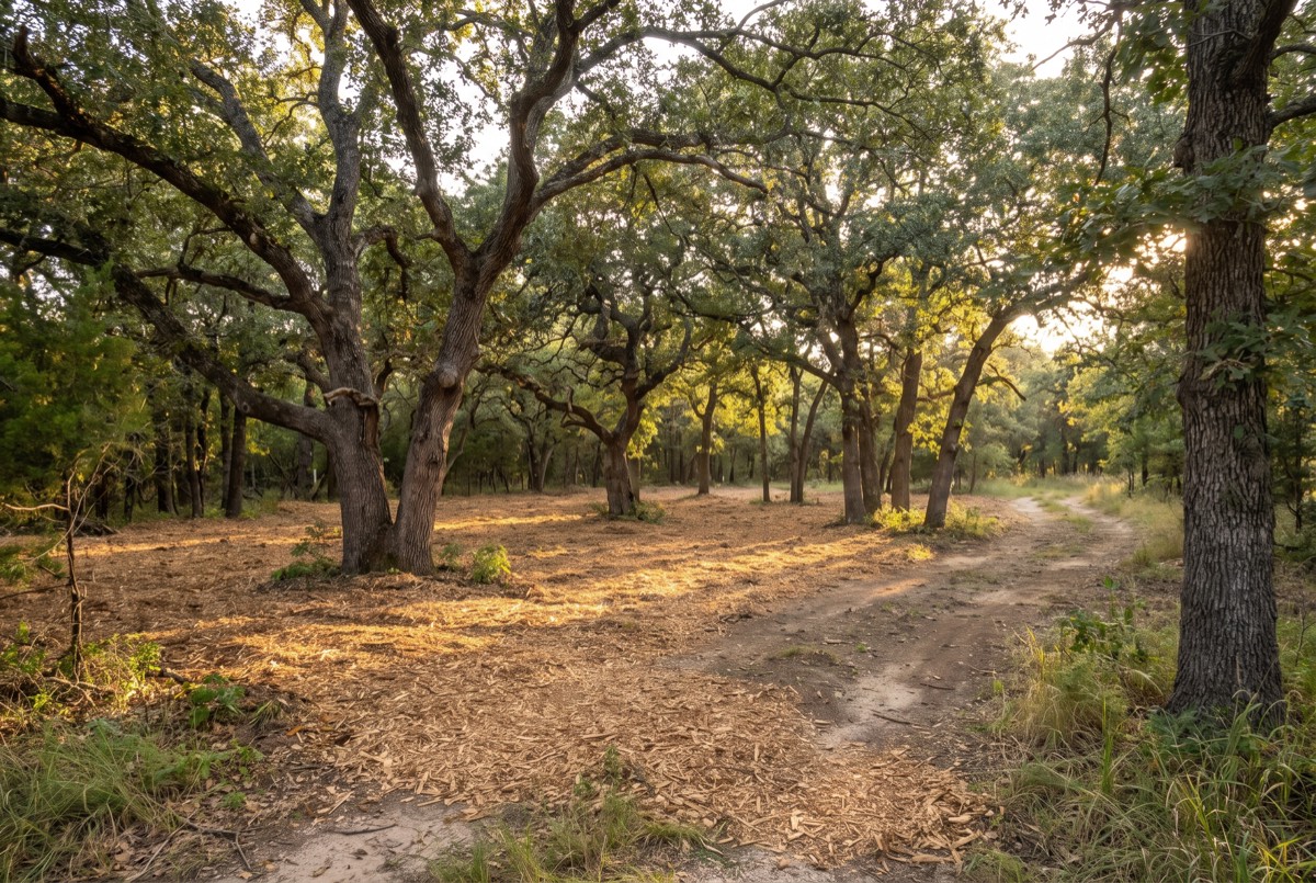 Park-like cleared acreage with mature oaks over open mulched ground in Grayson County, TX