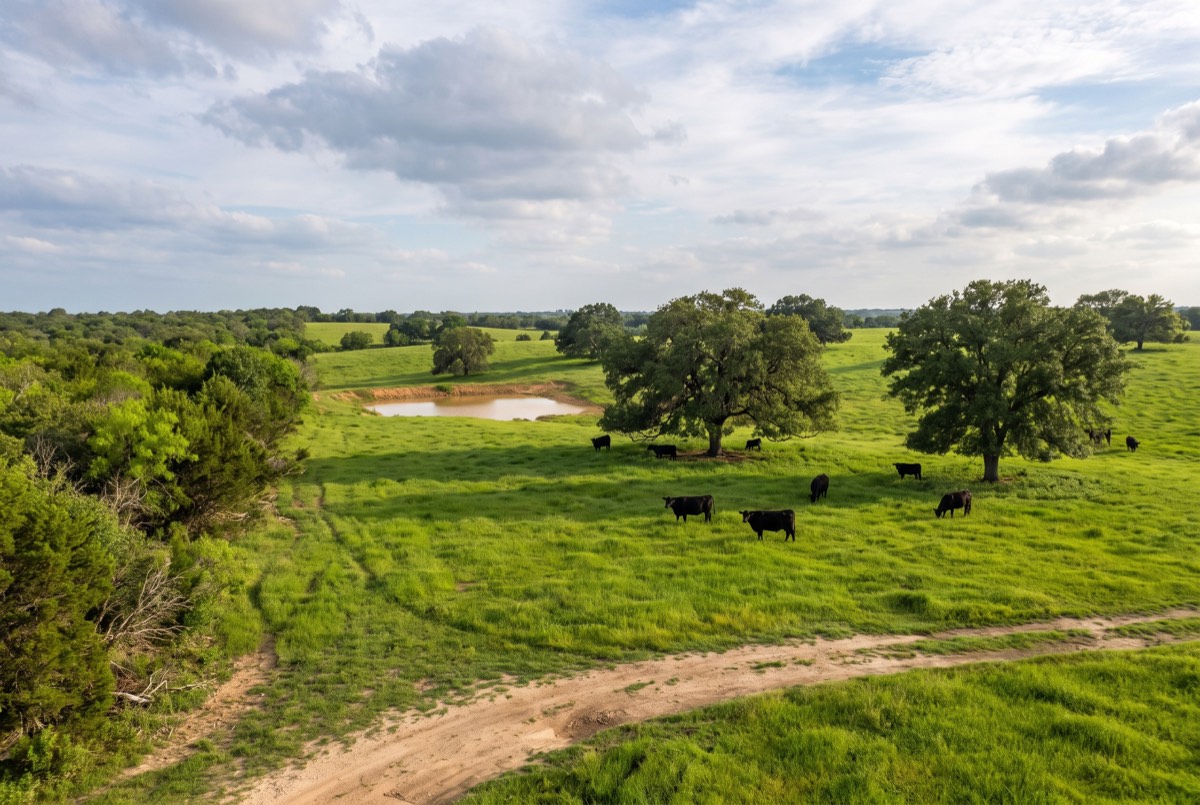 Restored green cattle pasture with shade oaks and stock tank after brush reclamation, Grayson County TX